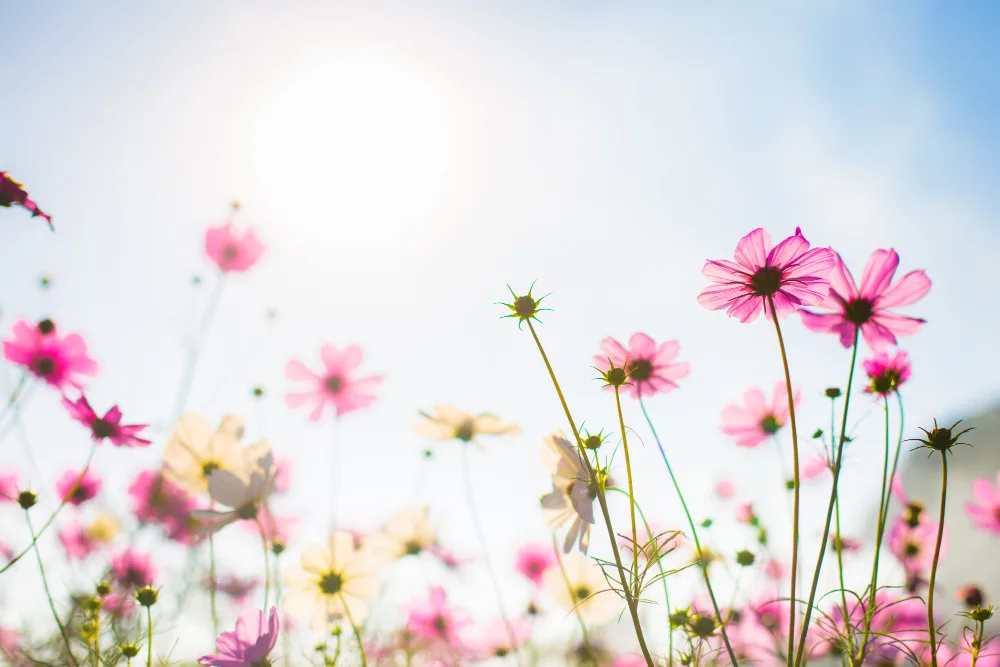 Social Anxiety (Phobia) Treatment Specialist: Role and Treatment Approaches